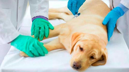 servicos-ozonioterapia-veterinaria