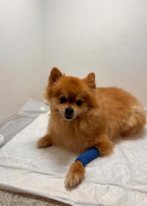 clica-veterinaria-campinas-rab-vet (1)