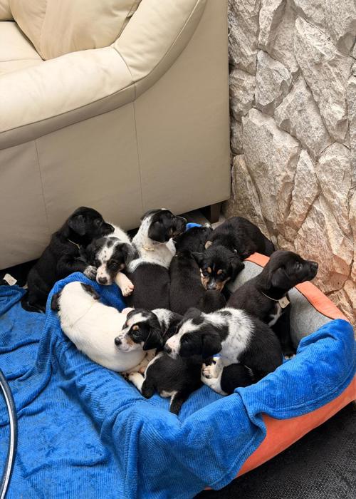 clica-veterinaria-campinas-rab-vet (10)