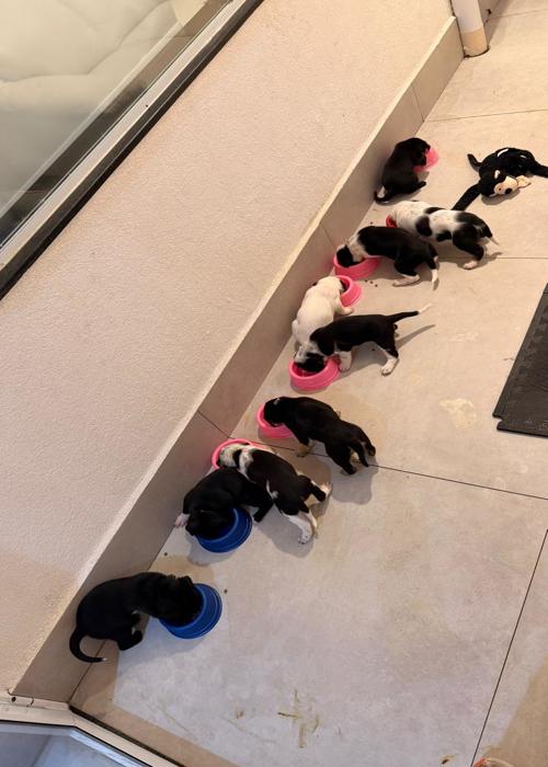 clica-veterinaria-campinas-rab-vet (14)