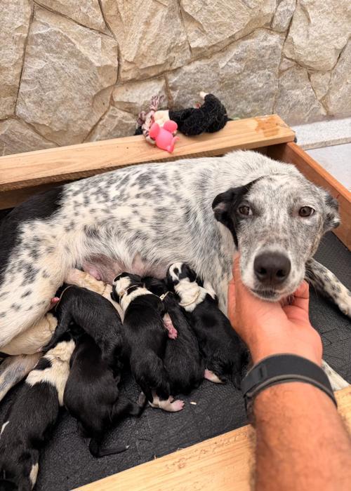 clica-veterinaria-campinas-rab-vet (15)