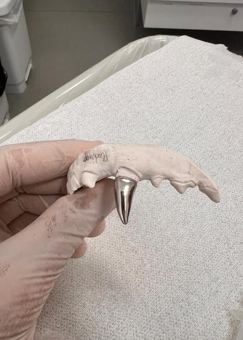 clica-veterinaria-campinas-rab-vet (20)