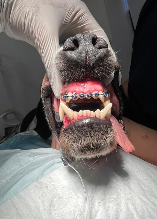 clica-veterinaria-campinas-rab-vet (26)