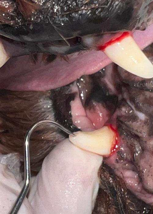 clica-veterinaria-campinas-rab-vet (27)