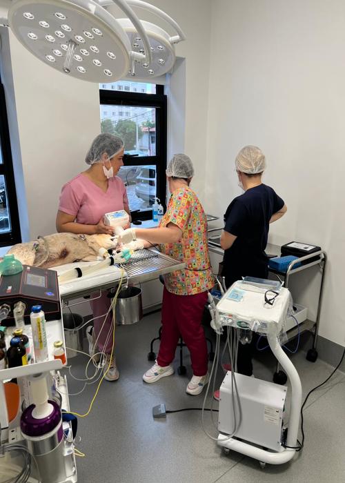 clica-veterinaria-campinas-rab-vet (5)