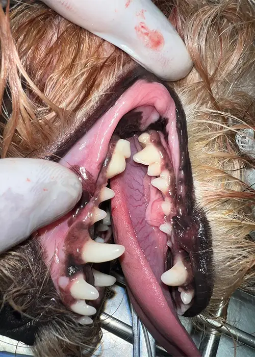 Rab Vet, Clínica Veterinária em Capinas